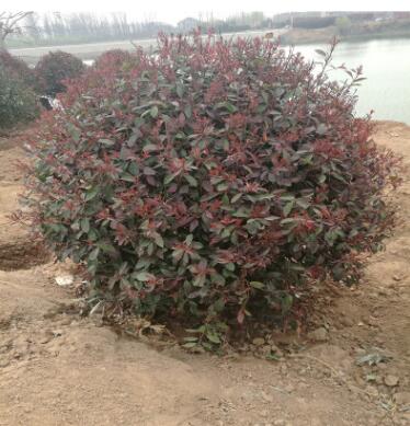 常年供應園林綠化苗木批發精品盆栽紅葉石楠球高桿紅葉石
