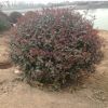 常年供應(yīng)園林綠化苗木批發(fā)精品盆栽紅葉石楠球高桿紅葉石