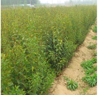 常年供應高桿大葉女貞 叢生女貞 綠化樹木 品種齊全常綠喬木