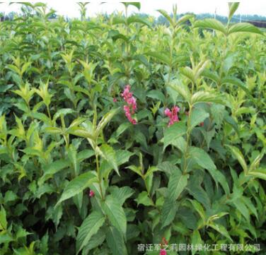 特價供應綠化苗木紅王子錦帶 工程綠化苗木 各種規格齊全