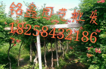 凌霄 果樹木花卉木 園林綠化木.常綠喬木.灌木