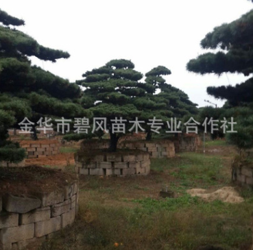 供應優良大型五針松 造型樹 別墅室內盆景 五針松大型造型
