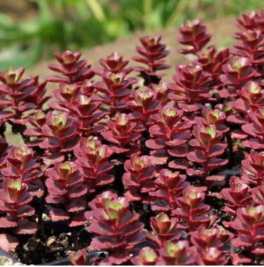 紅葉景天 胭脂紅景天 基地 盆栽 青州草花 宿根草花基地