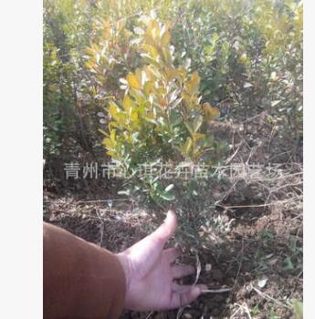 批發優質黃楊 小葉黃楊 瓜子黃楊 山東青州花卉 基地直銷