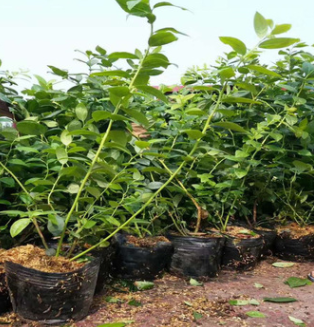 藍莓苗的種植方法PH值的范圍 裕農20年專業培育適應南北方藍莓苗