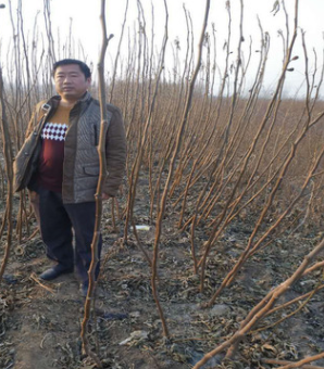 基地批發(fā)銷售無花果苗 波姬紅無花果苗 現(xiàn)挖現(xiàn)賣 量大優(yōu)惠
