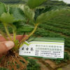 山東裕農供應紅顏草莓 甜寶草莓 結果早 根系發達 贈送生根劑