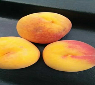 山東苗圃基地大量供應(yīng)桃樹(shù)苗 黃金脆桃樹(shù)苗嫁接5公分土球發(fā)貨