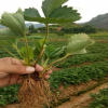 山東泰安大棚草莓秧種植注意事項 新品種全明星 紅顏草莓