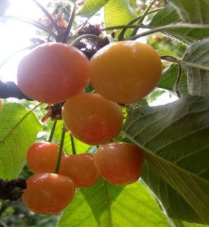 授粉櫻桃苗價格 低價銷售黃蜜櫻桃樹苗 易成活櫻桃樹苗