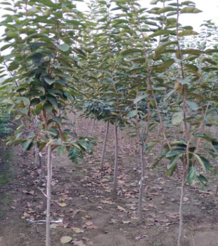 哪里有銷售品種柿子苗 富有柿子苗當年結果 4公分柿子苗土球發貨