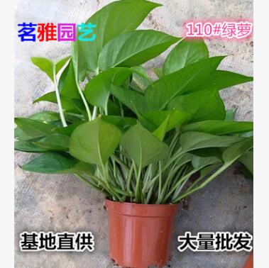 基地批發100#小綠蘿110#綠蘿120#盆栽植物水培植物墻綠蘿批發