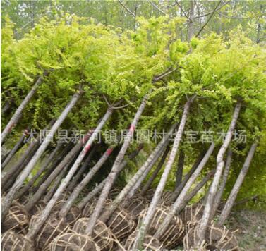 華寶苗木場秋季優質推出暢銷品種 黃金槐黃槐樹苗批發