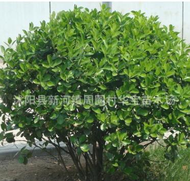 供應2米蓬徑大葉黃楊球冬青球大規格球類基地批發