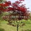 供應優質紅楓日本紅楓批發美國紅楓供應直銷各種規格紅楓