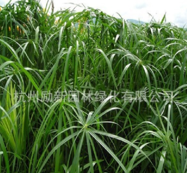 供應水生植物旱傘草水竹 風車草實心竹、木竹、黎子竹黃菖蒲批發(fā)