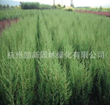 龍柏 檜柏 側柏 市政園林 工程綠化 配貨批發 規格齊全