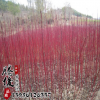 批發綠化苗木紅瑞木小苗 叢生紅瑞木樹苗 庭院種植觀賞植物