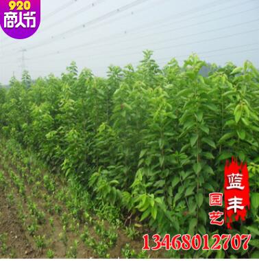 基地直銷品種優良櫻花苗 多種品種綠化苗木 成活率高櫻花苗