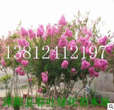 紅花紫薇 紫薇種子 速生紫薇 百日紅 四川紅花紫薇