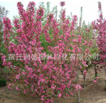 基地批發精品海棠樹苗 觀賞植物 貼梗海棠苗 庭院綠化規格齊全