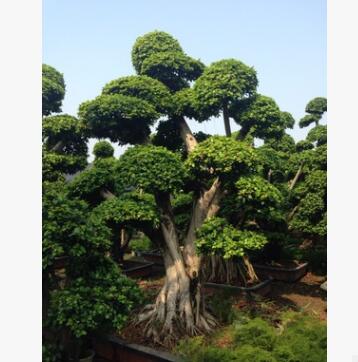 三君子花木直供榕樹盆景 價美物廉歡迎咨詢訂購