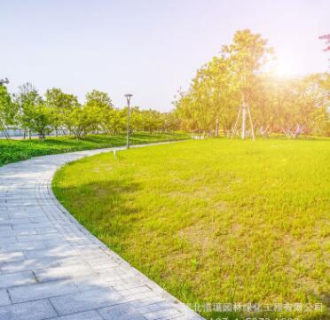 工程綠化苗木批發(fā) 樸樹(shù)小苗 園林綠化苗木 樸樹(shù)