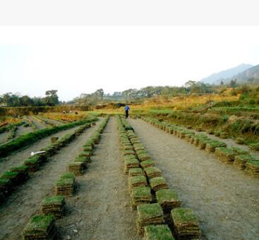 批發 馬尼拉四季青草皮 馬尼拉種子 庭院專用草 易生長