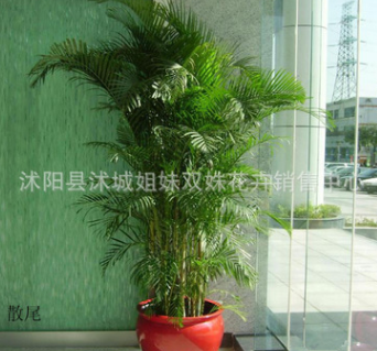 批發大型室內盆栽鳳尾竹 ，散尾葵，綠植花卉 盆景植物，凈化