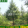 批發水杉樹 規格全 貨源足 水杉樹價格 行道樹 量大優