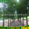 供應水杉 水杉綠化苗落葉喬木工程綠化苗木 規格齊全