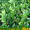 直銷大葉黃楊冬青綠籬黃楊苗大葉黃楊規格齊全