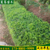 批量供應小葉女貞苗青葉 球類小葉女貞 苗子粗壯 冠幅飽滿