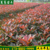 批發紅葉石楠工程綠化園林色塊綠化紅葉石楠基地考察