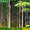 供應水杉樹落杉樹風景美化苗水杉樹木工程綠化水杉樹