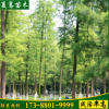 直銷水杉樹木行道樹風景美化苗工程綠化水杉樹苗可基地考察