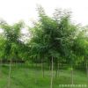 工程綠化苗木批發 速生國槐苗 規格齊全 國槐樹苗