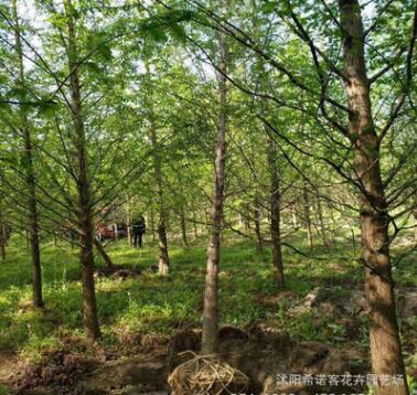 工程綠化苗 落羽杉 規(guī)格齊全 道路綠化 小區(qū)綠化苗木 落羽杉水杉