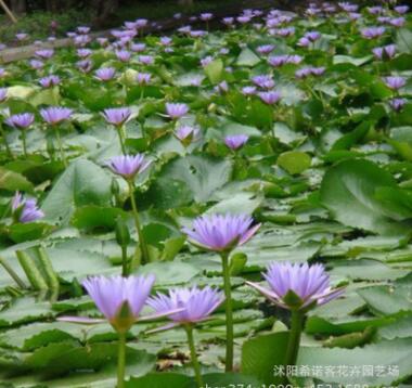 水體綠化睡蓮 多色多品種睡蓮批發 量大從優