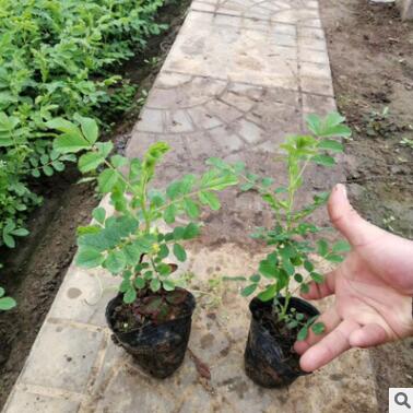 四季玫瑰苗 盆栽玫瑰 工程綠化種植四季花卉 室內花卉