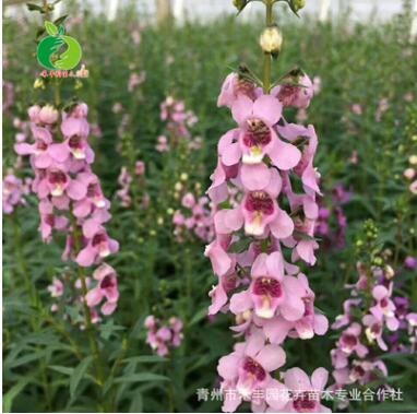 禾豐園花卉 假龍頭 大量批發供應 耐寒宿根花卉