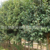供應各種工程苗 大葉女貞高桿苗批發 綠化樹木 規格齊全