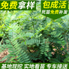紫穗槐 紫穗槐小苗 叢生紫穗槐 園林綠化苗木 防沙固坡植物