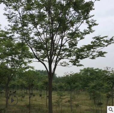 優質欒樹低價出售12公分欒樹、13公分欒樹