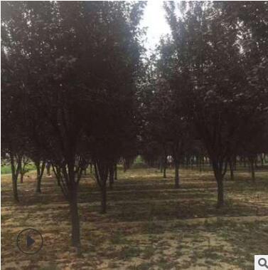 廠家批發15公分紫葉李價格，15公分紫葉李大量出售