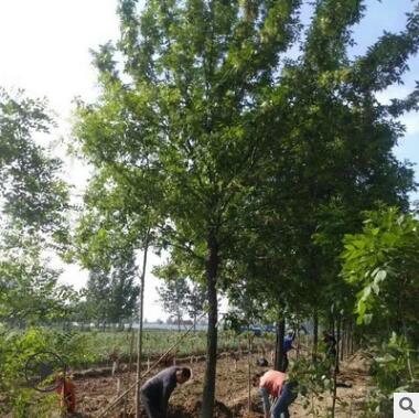 菏澤10公分白蠟價格 12-14公分速生白蠟