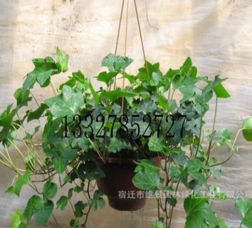 常春藤 盆栽 常青藤 凈化室內空氣吸甲醛室內辦公室綠色植物花卉