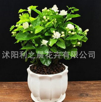 盆栽重瓣雙色茉莉芳香凈化空氣綠植室內陽臺花卉白茉莉花苗