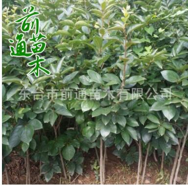 柿樹 基地批發柿子樹 基地現貨供應 果樹苗 柿樹