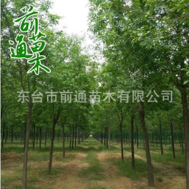 白蠟 基地直銷 原生白蠟 3 4 6 8 10 18公分 規格齊全